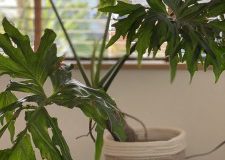 モデルハウスの植物♫ セローム　